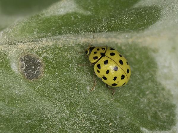 <h3><a href="/trips/ebro/biota/animalia/arthropoda/insecta/coleoptera/coccinellidae/psyllobora vigintiduopunctata/psyllobora vigintiduopunctata-nl.html">Psyllobora&nbsp;vigintiduopunctata</a> / 22‑spot&nbsp;ladybird / Citroenlieveheersbeestje</h3>OM-1 Mark II met OLYMPUS M.300mm F4.0, 1/2000 sec  bij F4.0, ISO 1000, afstand 1.4&nbsp;m